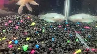 Fish is depressed his friends died