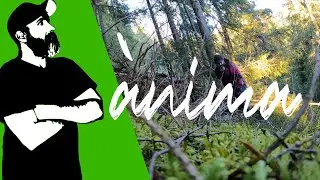 Ànima II (27/11/2020 update) - land art project