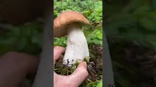 Красив?                        #грибы #Гриби  #грибиукраїни #mushrooms #mushroomhunting #蘑菇 #采蘑菇