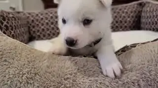 White Siberian Husky Puppy - 4 weeks old