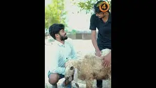 Chori ka Bakra Hath Say Nikal Gyaaa