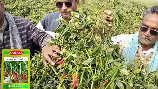 Sakata Seed G4 segment King hot