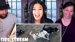 Siberian Husky Misadventures | Sibe-Stream Podcast 007