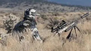 Solo coyote down in Arizona