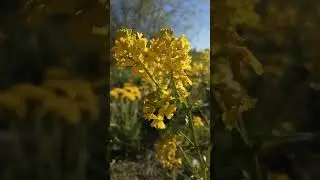 весна☀️☘️🦋
