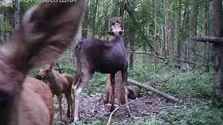 ID4277/Дирекция Мосприроды/Любопытные копытные
