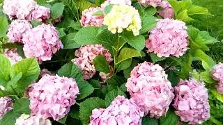 Гортензія широколиста Сон Емми.Неймовірно великий розмір суцвіть ...