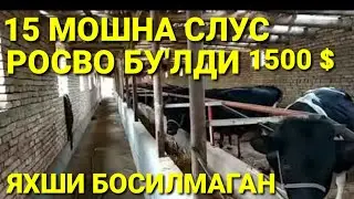 ШОШИЛИБ БОСИЛГАН СЛУС ШУНДАЙ БУ'ЛАДИ БИР ЗИЛДАГИ 100$ ОЛИНГАНДИ