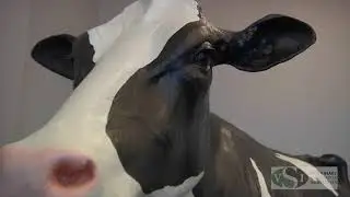 VSI Holstein Dystocia Simulator with matching calf
