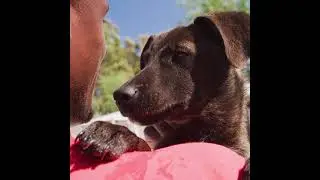 #RescueDog