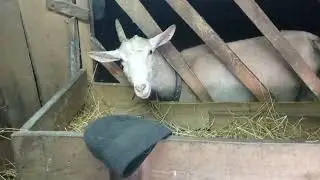 Козлята пьют сами