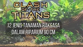 Raksasa Penghuni Riparium. Planting - 