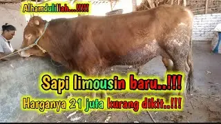 SAPI LIMOUSIN BARU...!!!!