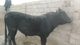 KICHIK BUQALAR NARHLARI QIZIRIQ MOL BOZORI 2022 27.03.2022 КИЗИРИК БОЗОРИ 