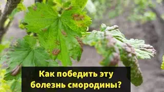 Болезнь на смородине.Лучший метод борьбы. #shorts