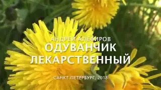 Dandelion officinalis. Alefirov A.N.