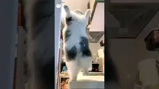 Kucing comel💕 happy happy cats💕 #short #@nor.cats
