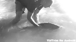 Crap 21 kg  Chiprana,Spania, catch and release