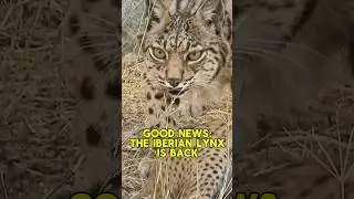 Good News for This Wild Cat! 🐈 The Iberian Lynx is No Longer Endangered! 🎉