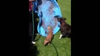 Dog chiweenie loves hose