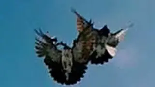 Pigeons Nikolaevskie  / Николаевские голуби