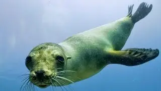 Flaviyake - Lonely Seal