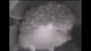 hedgehog