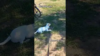 Джек- Рассел на выдержке и команда ко мне!  
