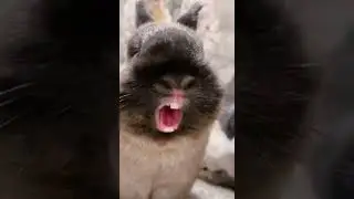 ПЕРЕОЗВУЧКА Животных | Смешная озвучка