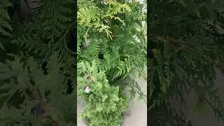 Is it really a Cedar?