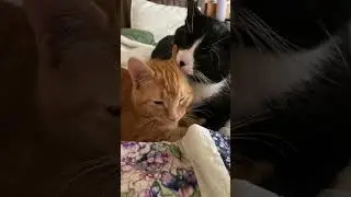 И что у вас в ушах, я лор. #милота #cat #коты #kitten #котики #catlover #котята #кот