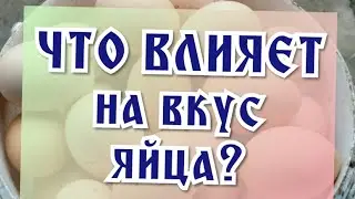 От чего зависит вкус яйца. Пять факторов влияющих на вкус.