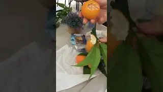 Pluck the oranges off the tree for hotel breakfast.  #travel