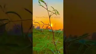 Koi Apna Hove Je Sukh Dukh Batda | Ek Din Chhad Jana Ye Jaha Sajna | कोई अपना होवे | Sad Love Status