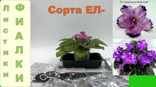 Лист фиалки от селекционера. Сорта Любови Еременко