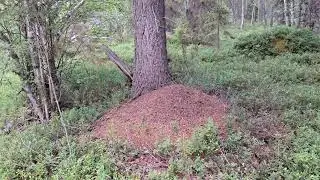 В краю муравейников