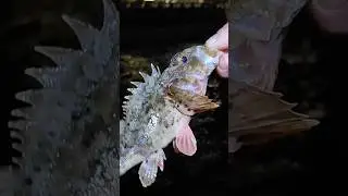 Этот красавчик открыл счёт   в нашей рыбалке. Море потихоньку оживает после зимы.