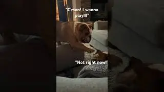 Bulldog Brotherhood…😂🤣❤️#fyp #funny #bulldog #brothers #shorts