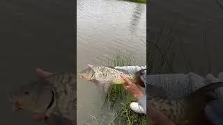 This fish had a genetic mutation 