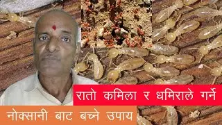 Rato Kamila ra Dhamira kasari hataune || रातो कमिला र धमिराबाट बचाउने मुल मन्त्र || Termite