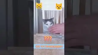 Что происходит или #жрать подано. Смешные и #прикольные видео с котами #Fun #Cats Shorts Videos 2023