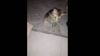 video kucing lucu part 1