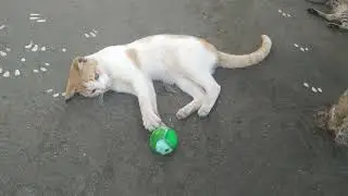 cat playing with Ball....🥎 #petcat #catlover #cutecat