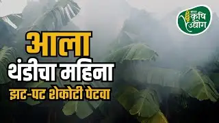 केळी बागेचे थंडीपासून संरक्षण | Banana chilling Protection Tips | भारत कृषी उद्योग