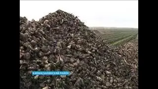 Из-за закрытия Сахарного завода Кармаскалинские аграрии испытывают трудности