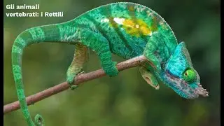 SCIENCE SUPERSYNTHESIS: Vertebrate Animals - Reptiles (First Grade)