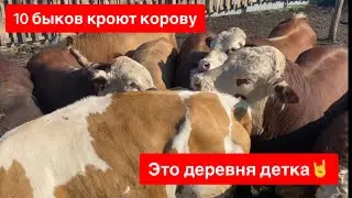 🔞10 БЫКОВ КРОЮТ КОРОВУ🙀🙀🙀 ЗАКАЗАЛ ЕЩЁ РОЗЫ🌹🌹🌹НАЧАЛАСЬ СЛУЧКА У КОЗ, ЗИМА БУДЕТ С МОЛОКОМ🥛