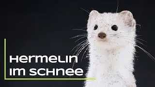 Hermelin im Schnee - Ein lang gehegter Traum geht in Erfüllung!
