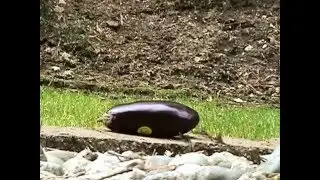 Five Stomping Scenes