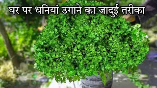 How to grow coriander at home || धनिया उगाने का जादुई तरीका || how to grow #coriander #shorts #viral